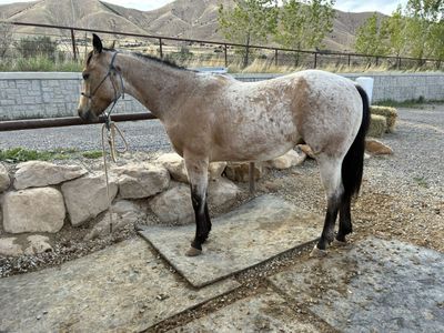 2024 AQHA Buckskin Gelding