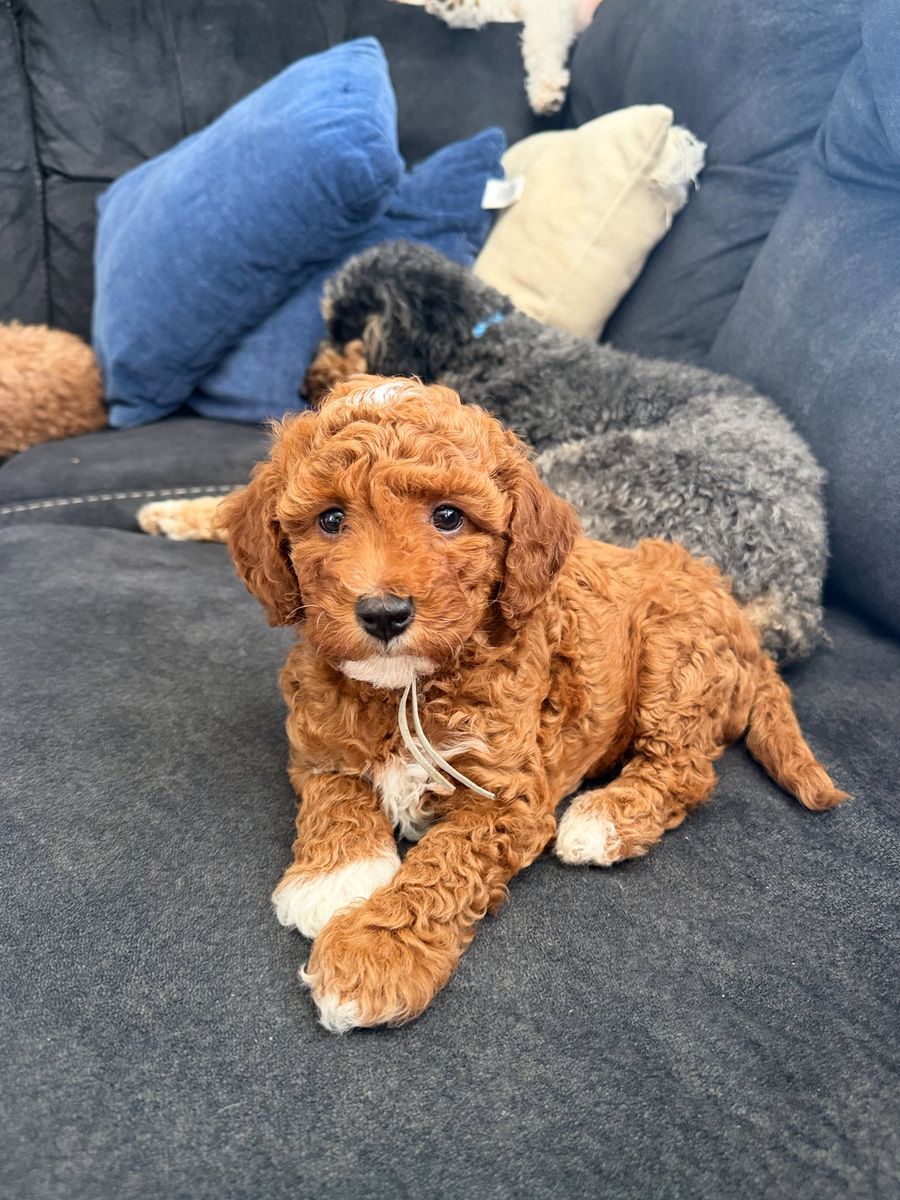 Beautiful Tuxedo F1B Mini Goldendoodles, One Last Boy Squirtle, Hypoallergenic, Puppy Culture Trained