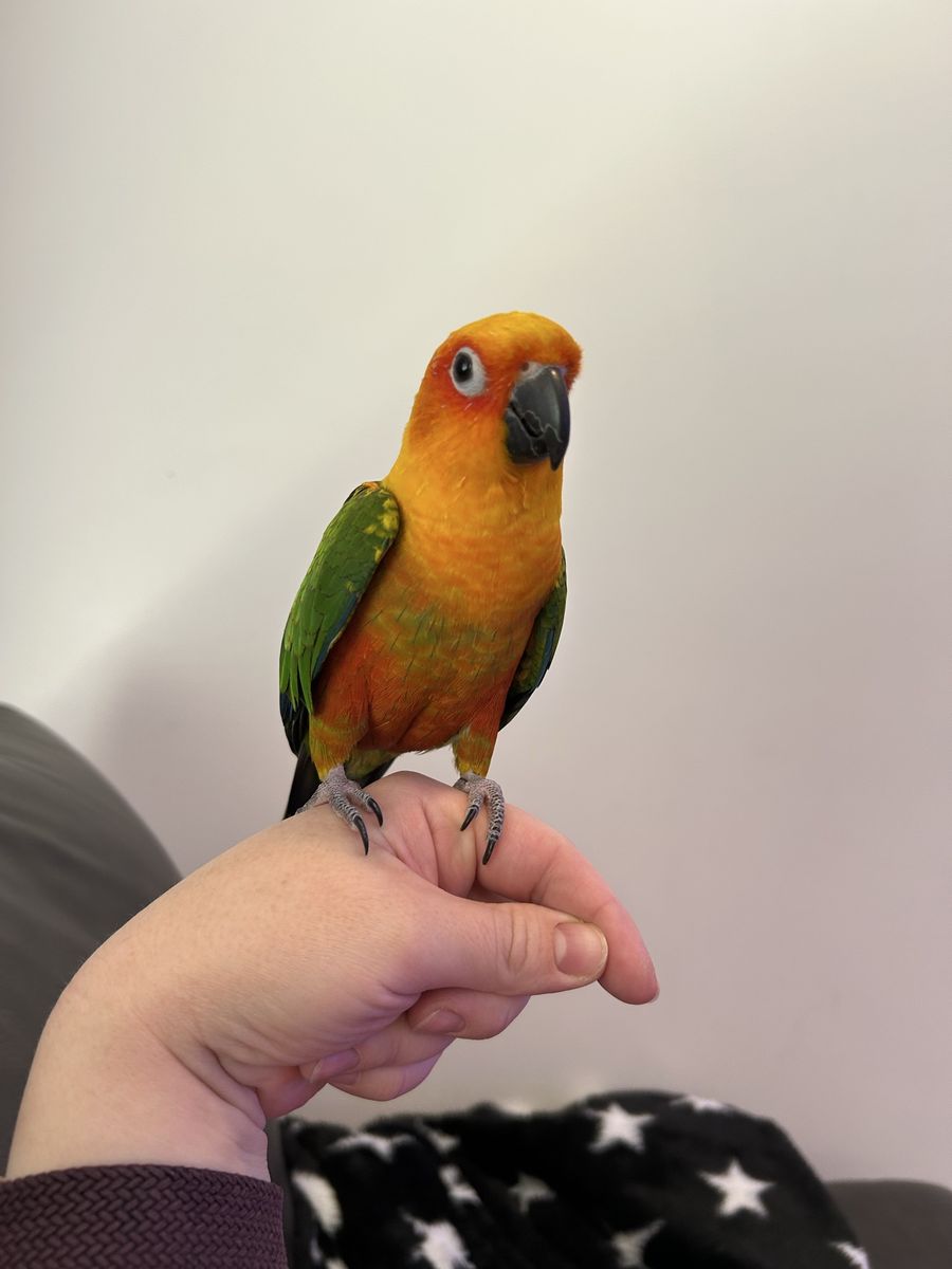 Sun Conure