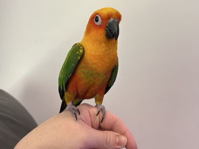 Sun Conure