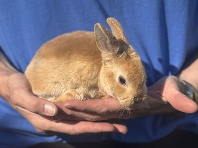 Baby bunny