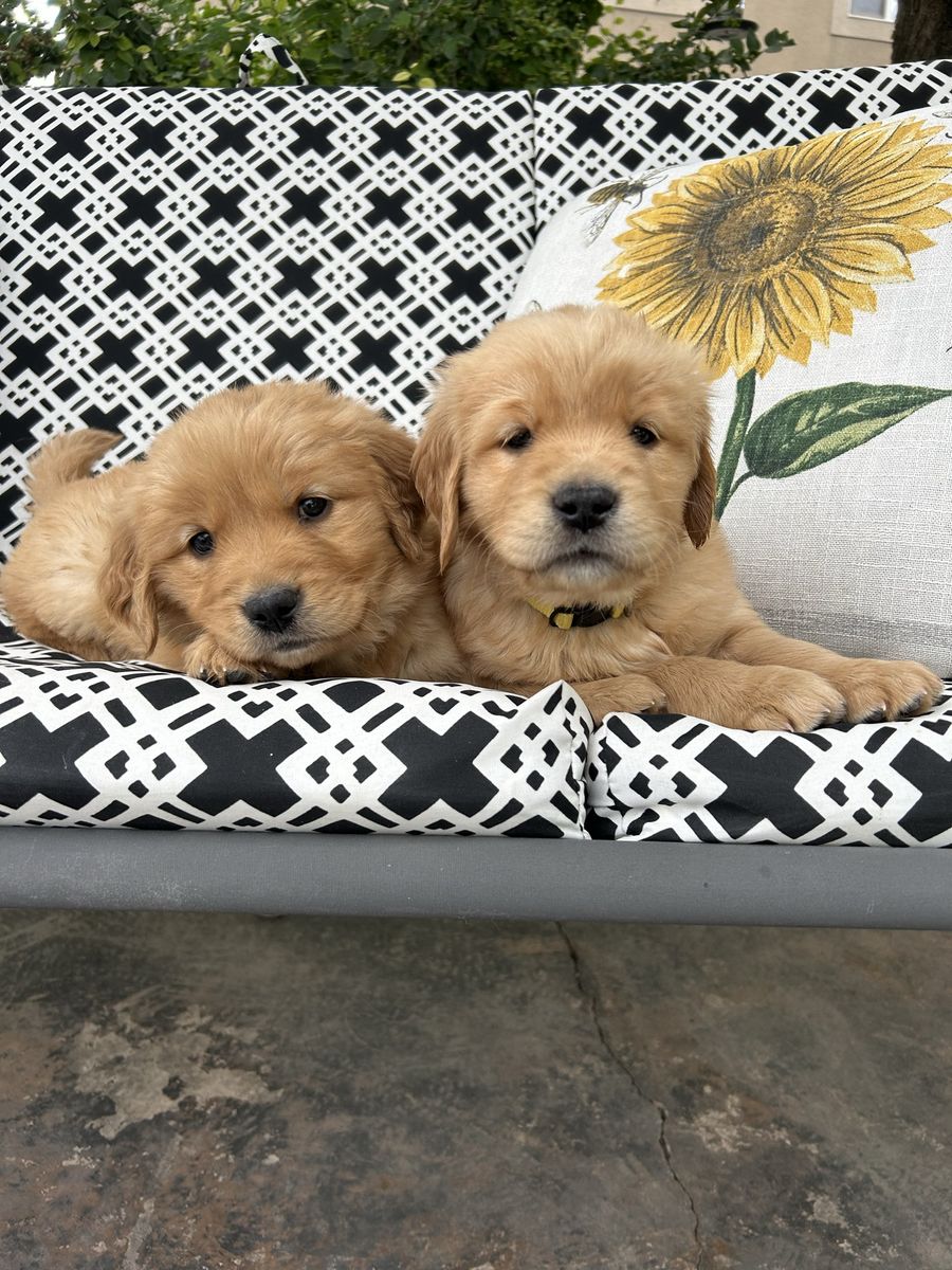 AKC Golden Retriever Puppies - Vet Checked, Wormed, First Shots - Ready Aug 7, 2026