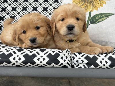 AKC Golden Retriever Puppies - Vet Checked, Wormed, First Shots - Ready Aug 7, 2026