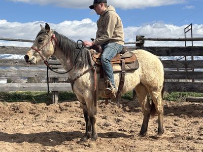 Started Buckskin Roan 2 Year Old