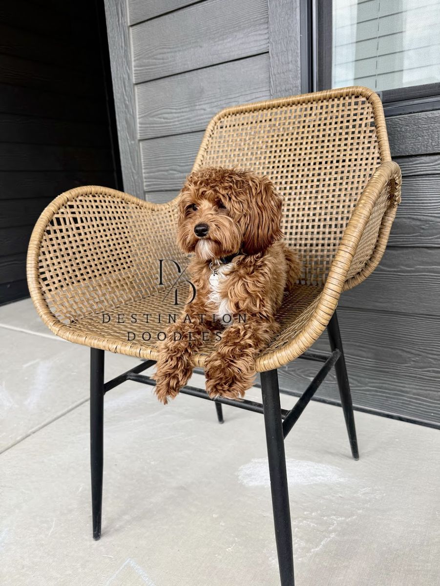 Unicorn Toy Goldendoodle Stud 5lb -/- FF, Ssp 10/10