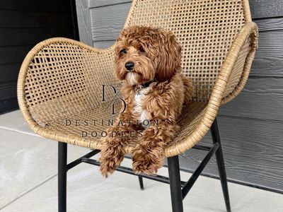 Unicorn Toy Goldendoodle Stud 5lb -/- FF, Ssp 10/10