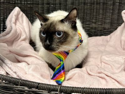 Hello my name is Willard