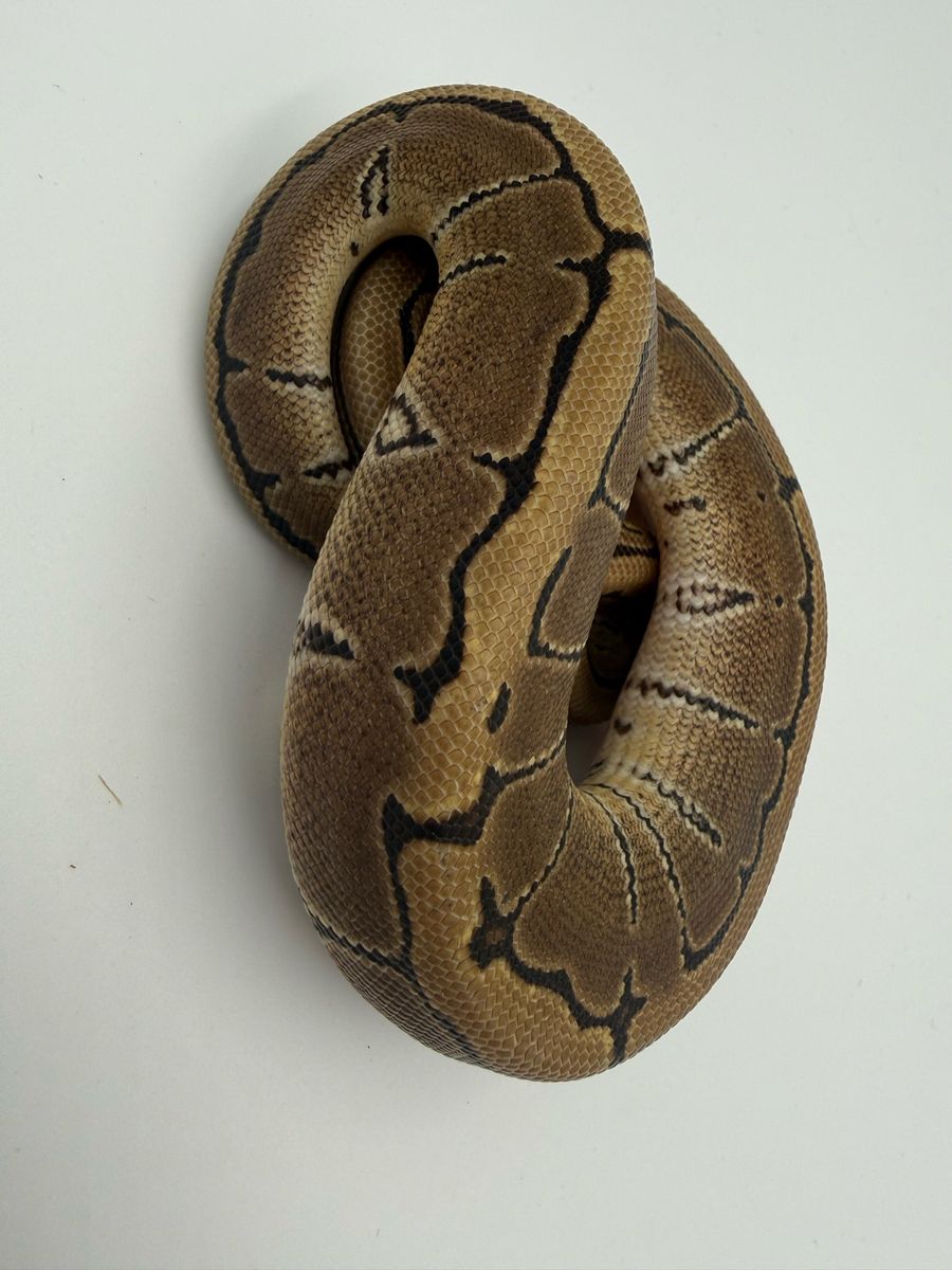 Female: Pinstripe DH VPI Hypo (True Ghost)