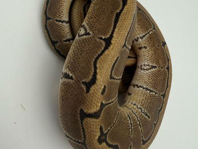 Female: Pinstripe DH VPI Hypo (True Ghost)