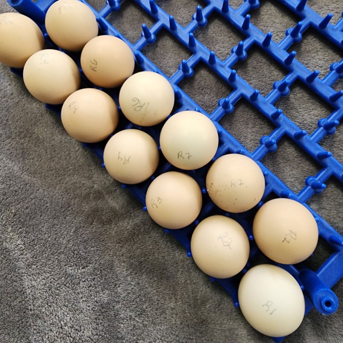 Eggs - Reeves Pheasant Fertile Eggs