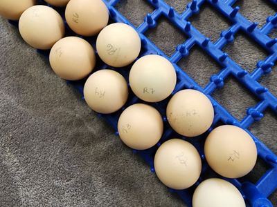 Eggs - Reeves Pheasant Fertile Eggs