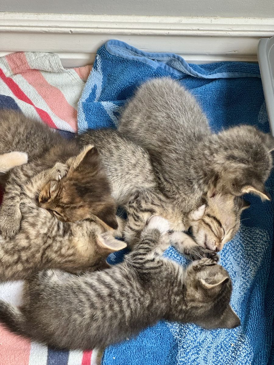 Kittens- so sweet