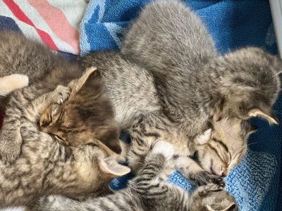 Kittens- so sweet