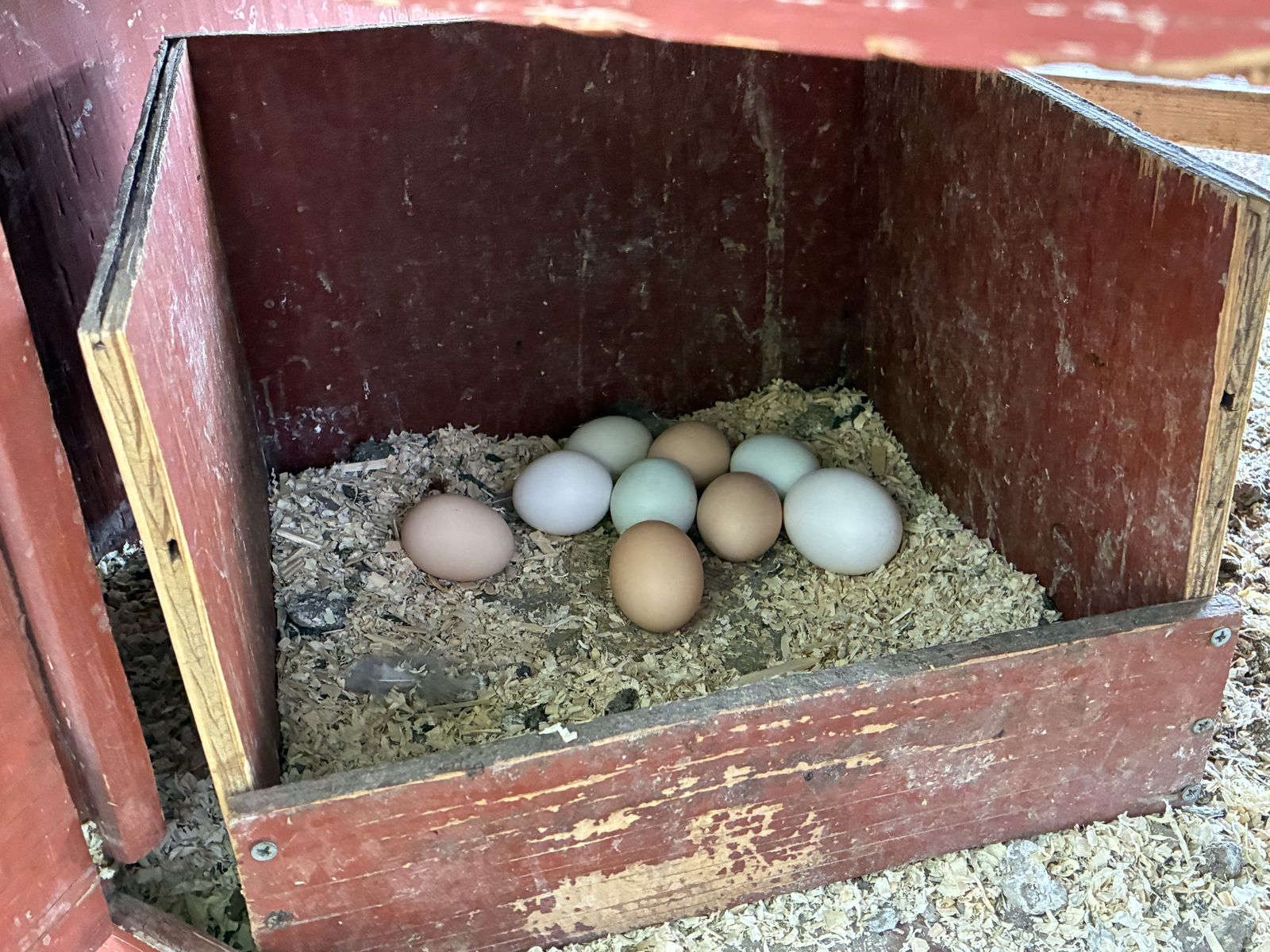Chickens/coop/run/everything!