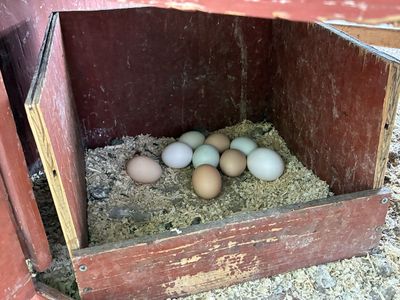Chickens/coop/run/everything!