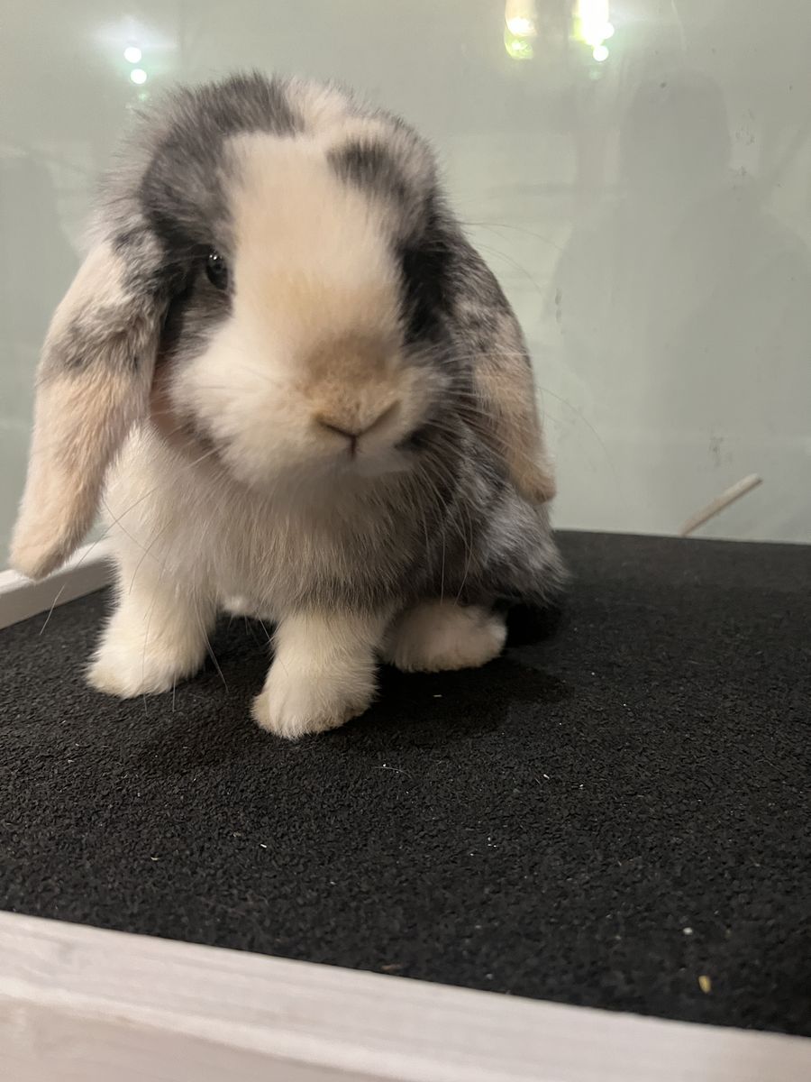 Mini Holland Lop