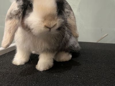 Mini Holland Lop