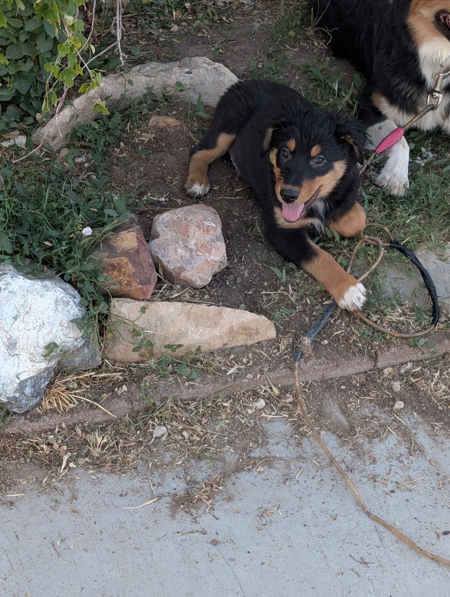 ASCA Purebred Australian Shepherd / Border Collie Puppies