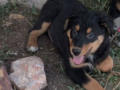 ASCA Purebred Australian Shepherd / Border Collie Puppies