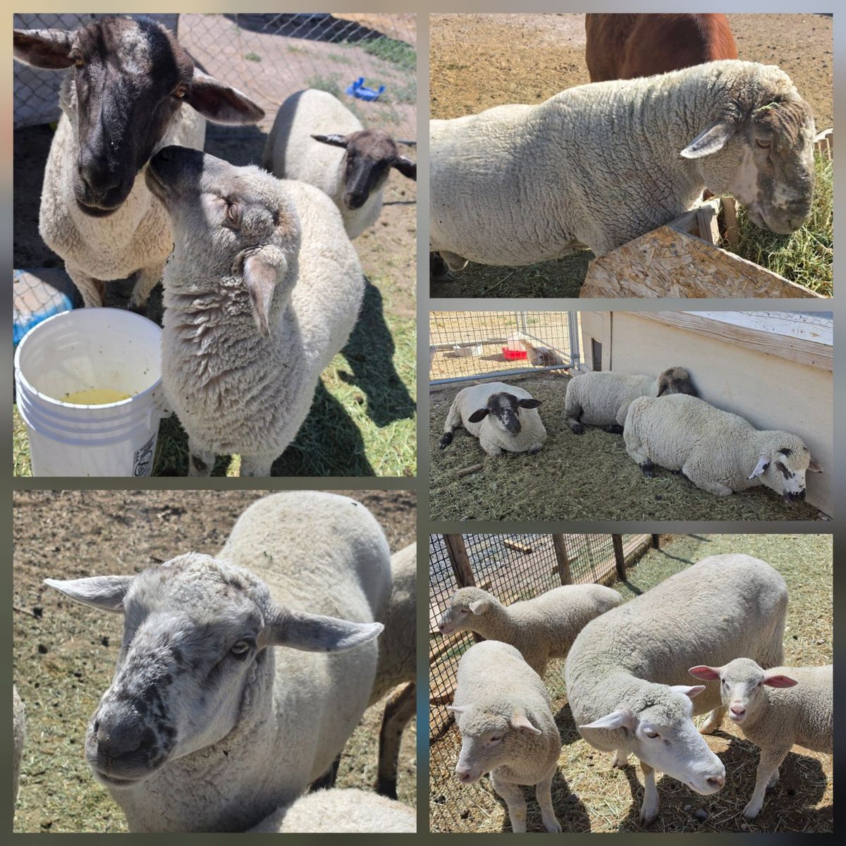 (12) Sheep $2,000