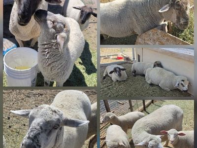 (12) Sheep $2,000