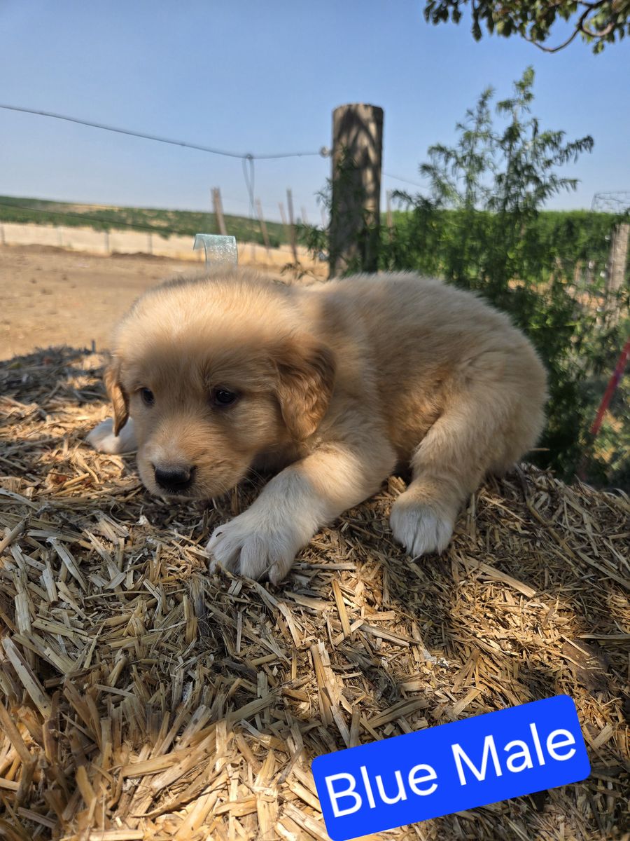 Golden retriever great Pyrenees anatolian shepherd mix