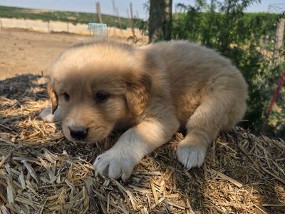 Golden retriever great Pyrenees anatolian shepherd mix