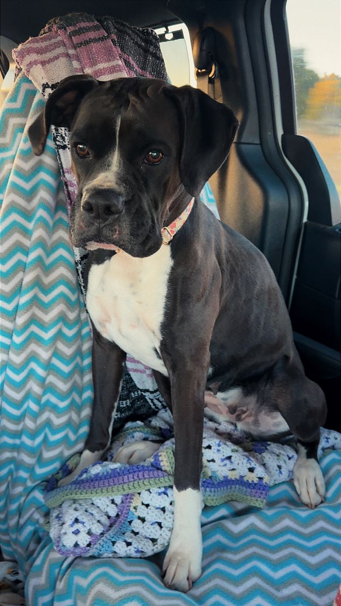 AKC BOXER PUPPIES