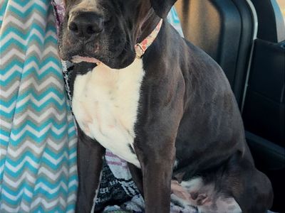 AKC BOXER PUPPIES