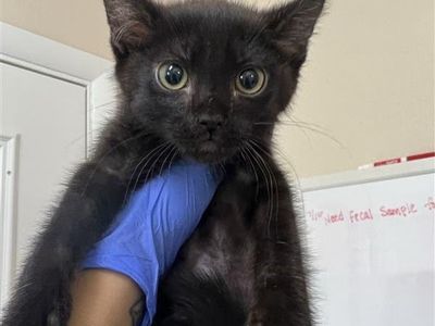 Hello my name is Atlas