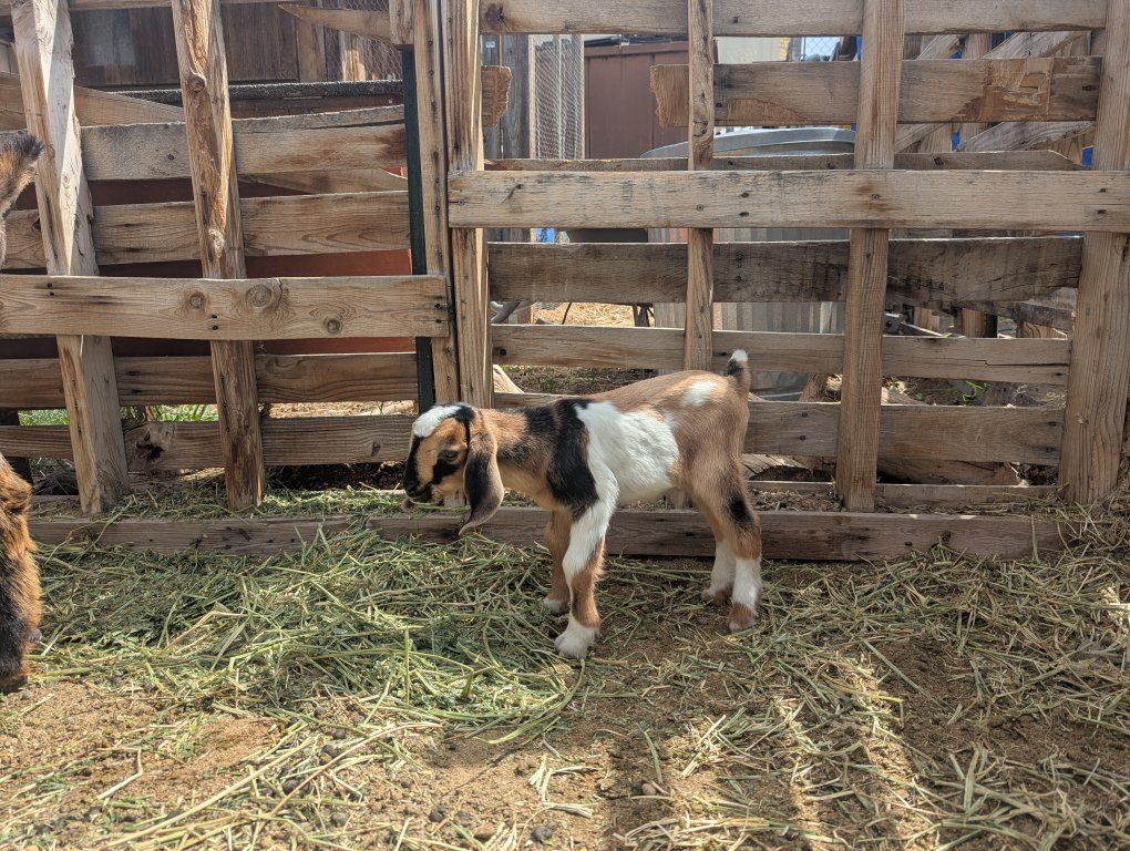 Purebred Mini Nubian Goats