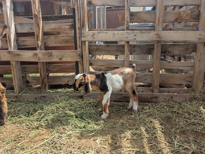 Purebred Mini Nubian Goats