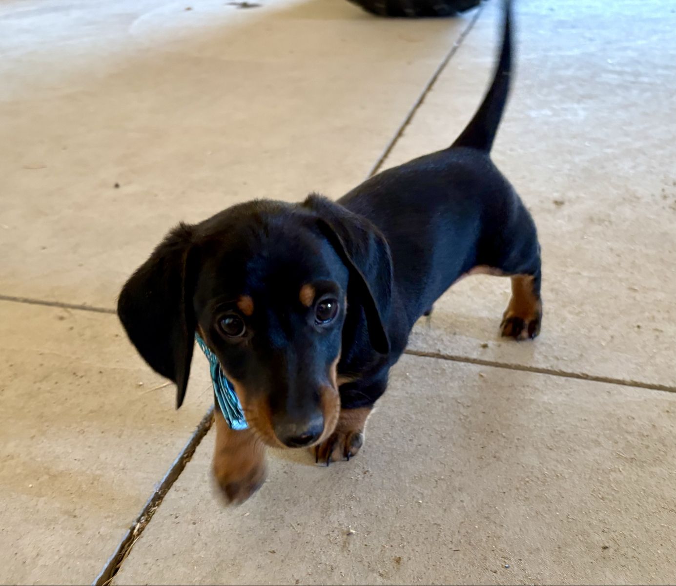 2 Miniature Male Dachshund Puppies