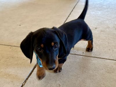 2 Miniature Male Dachshund Puppies