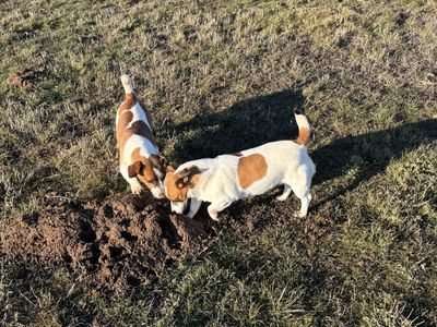 Shorty Jack Russell Terriers
