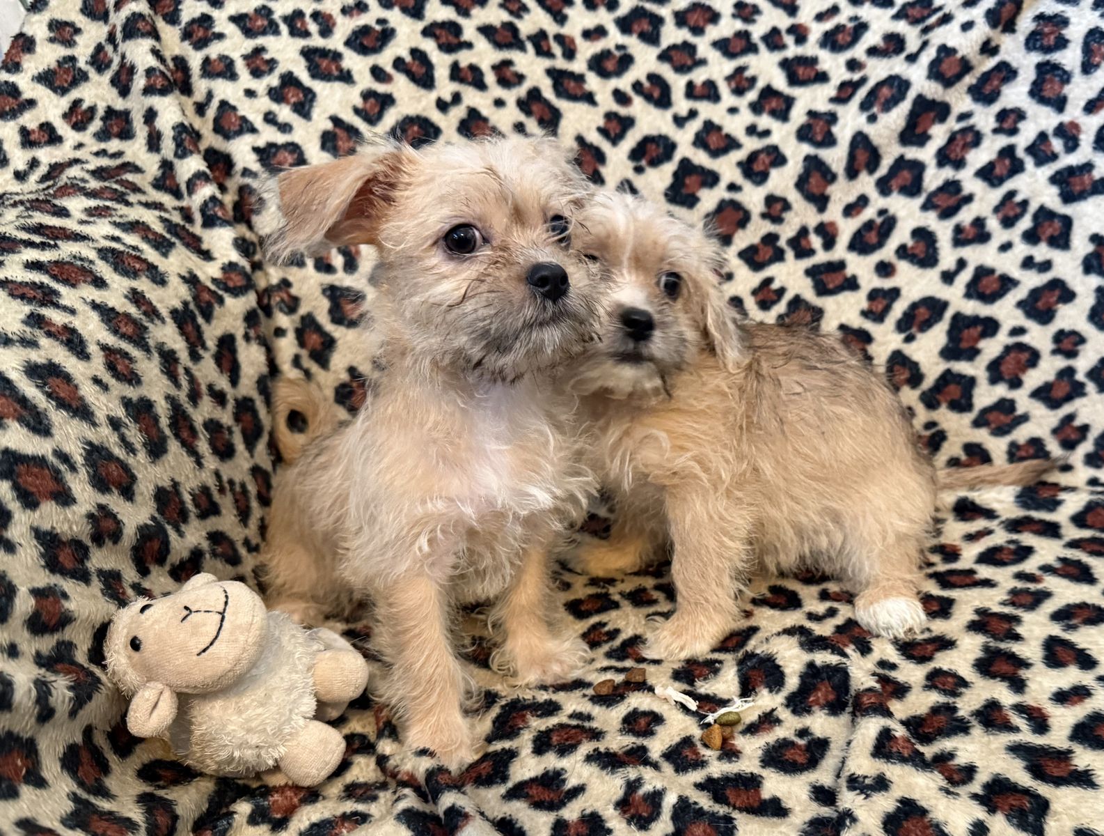 10 week  cute small female puppies  for sale !