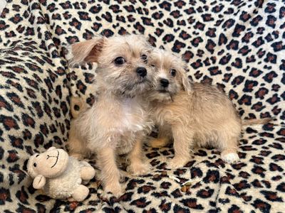 10 week cute small female puppies for sale !