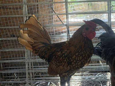 Golden Sebright and Ameraucana Bantam Roosters