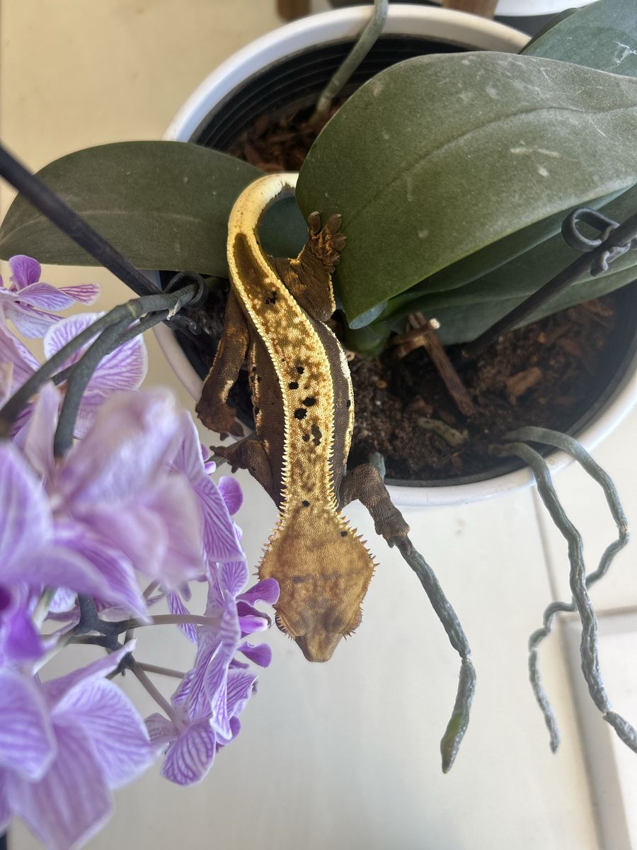 Soft scaled unique, colored, female crested gecko. With tank.