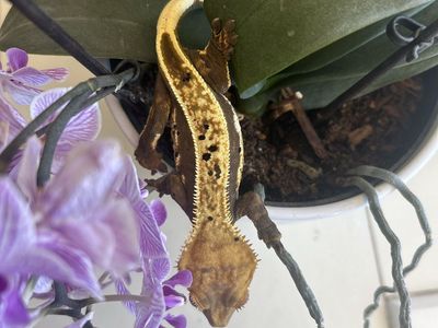 Soft scaled unique, colored, female crested gecko. With tank.