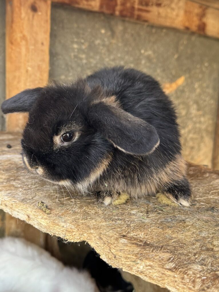 Purebred Holland Lop Bunnies