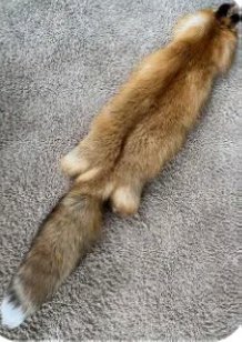 Red Fox Fur