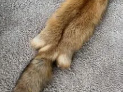 Red Fox Fur