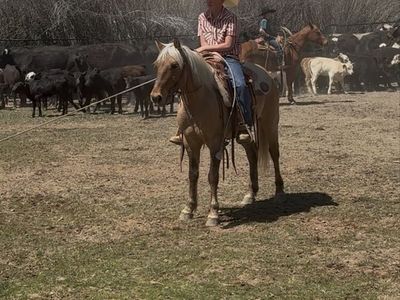 Palomino Pony