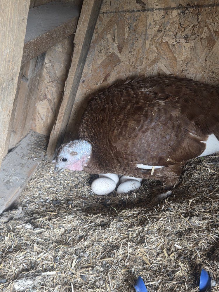 Turkey Eggs for incubation