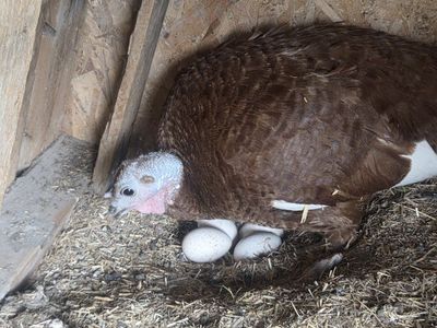 Turkey Eggs for incubation