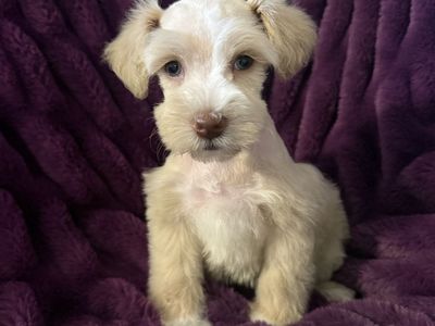 Miniature Schnauzer Female
