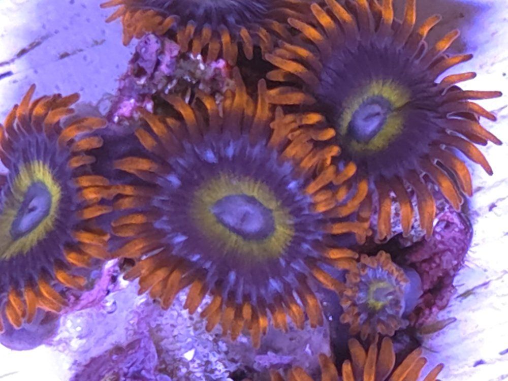 Main image 7
