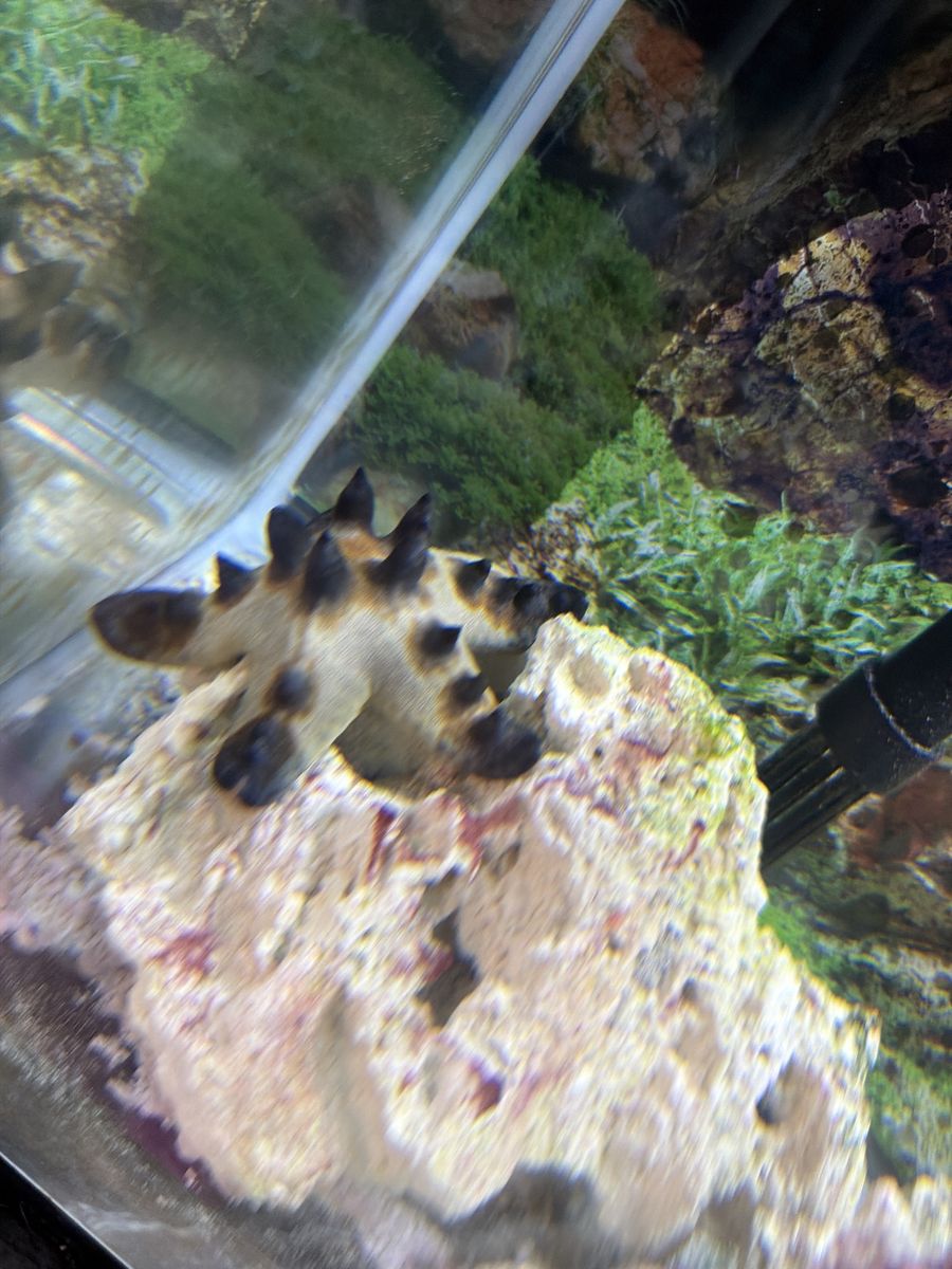 Chocolate chip starfish