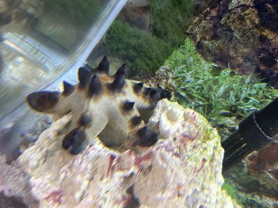 Chocolate chip starfish